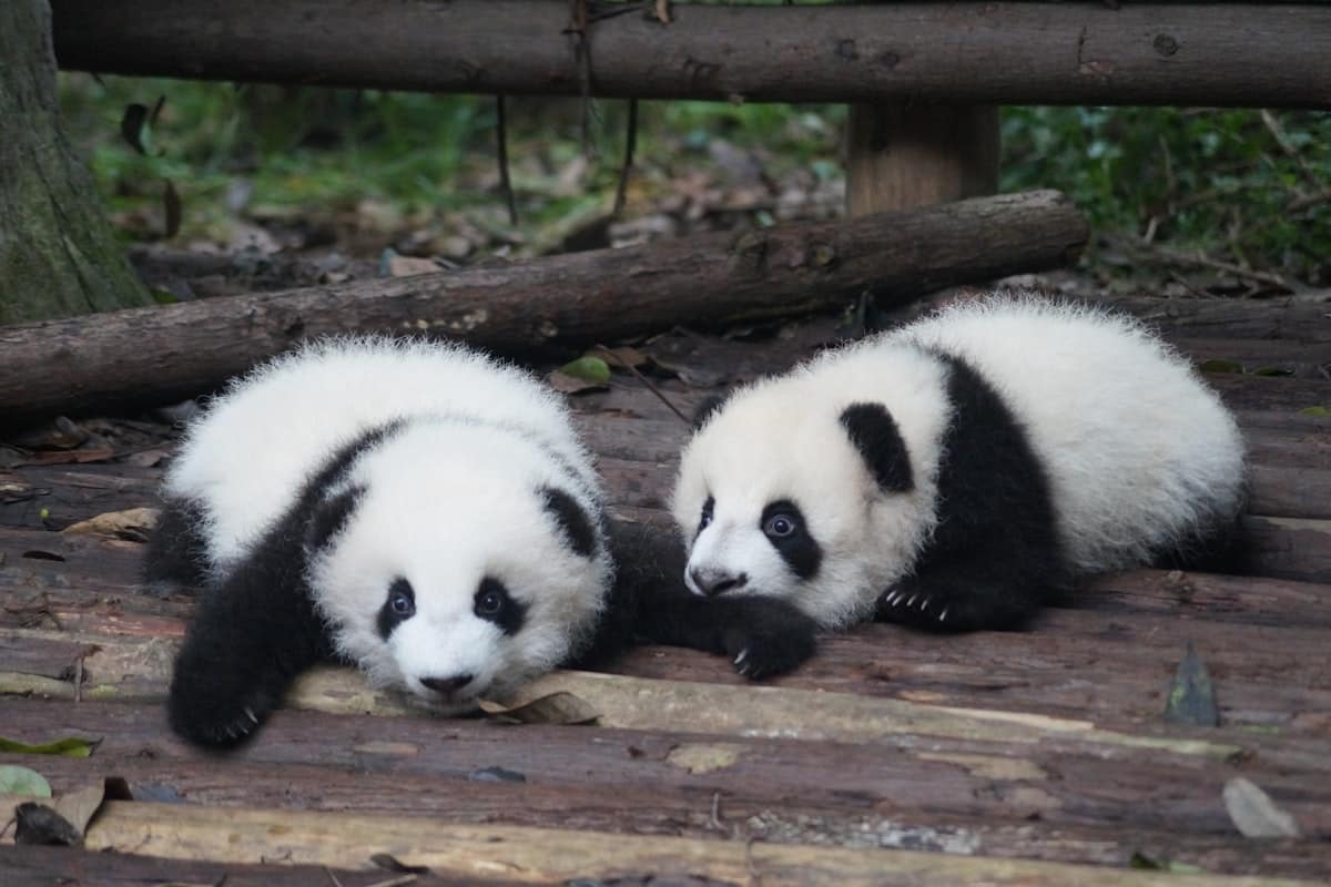 baby pandas lying on floor - nursery at chengdu research base