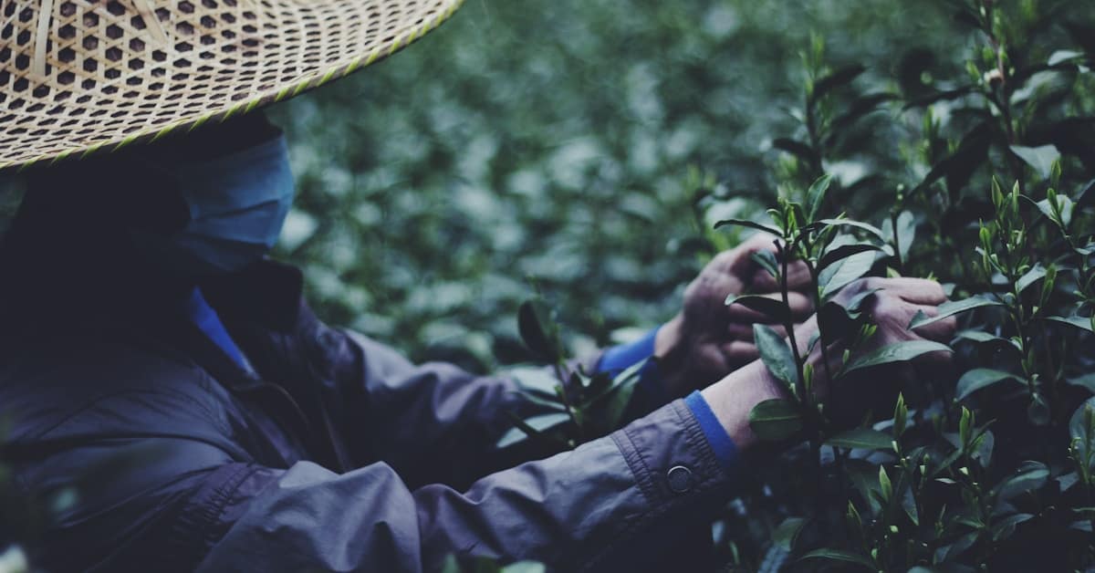 hangzhou longjing tea - person in straw hat picking tea leaves on hillside