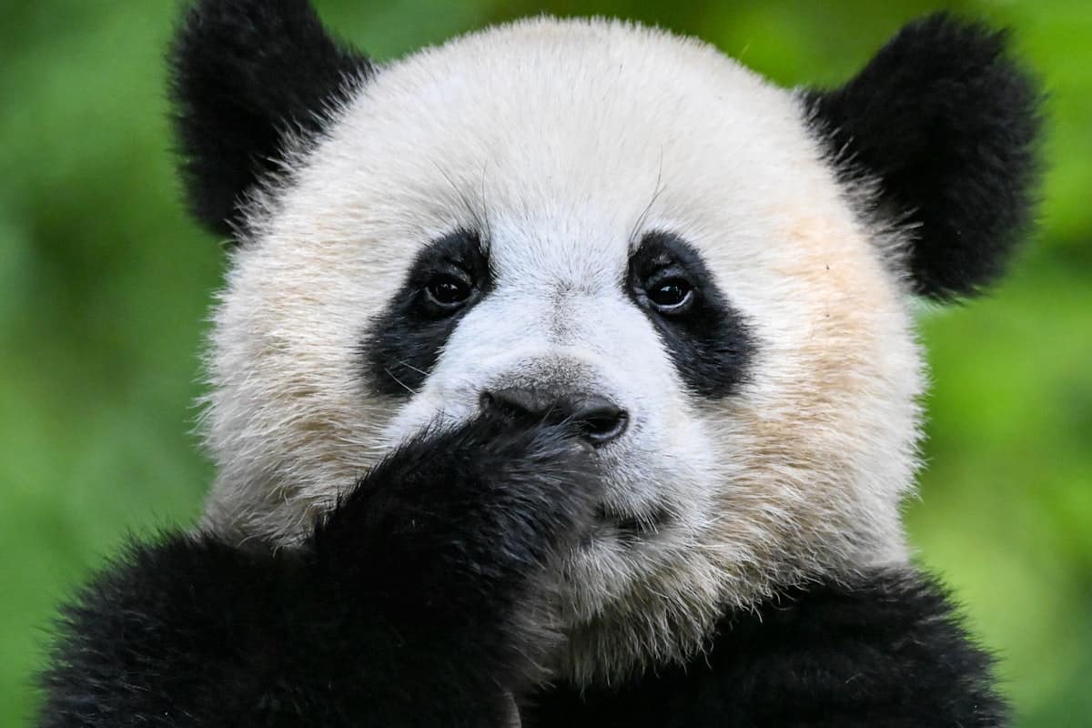 Close-up portrait of a giant panda cub with distinctive black and white markings Chengdu China