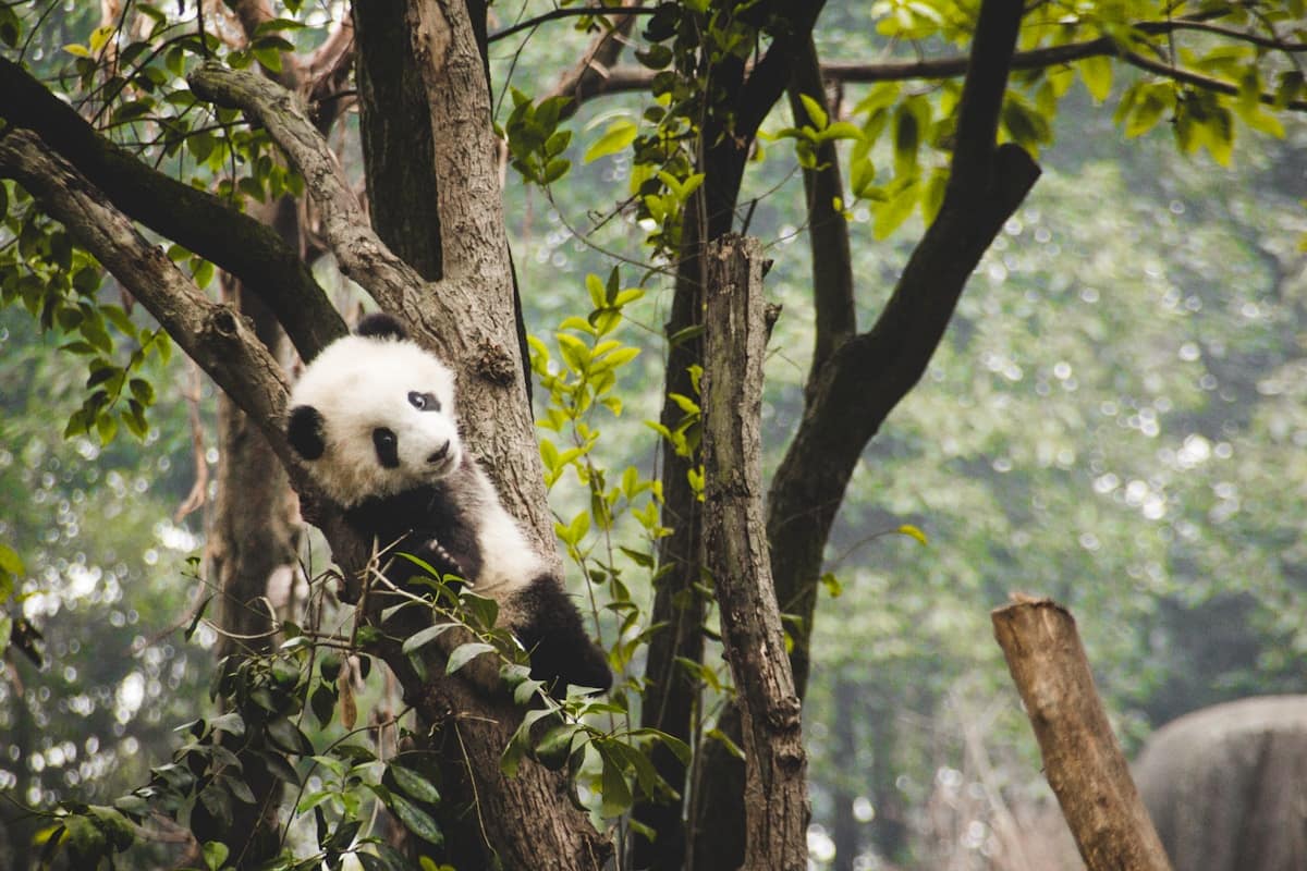 Giant panda cub climbing and resting in a tree at Chengdu Panda Base China
