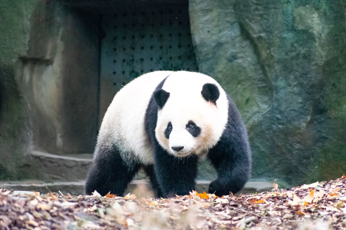Giant panda eating bamboo at Chengdu Research Base of Giant Panda Breeding