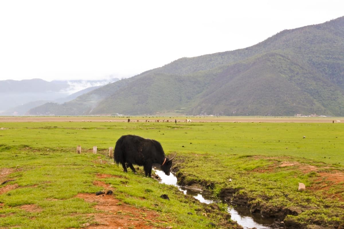 Scenic mountain road cutting through the high-altitude grasslands of western Sichuan China