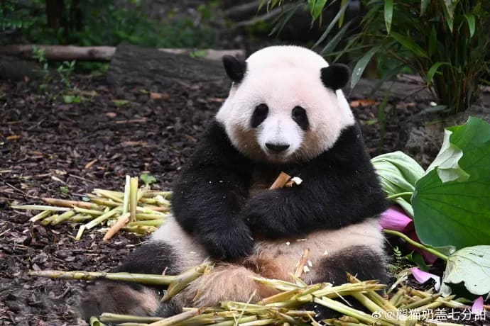 Ultimate Guide to Seeing Panda Huahua at Chengdu Research Base