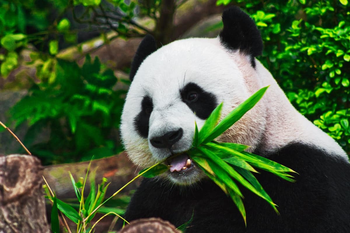 panda eating bamboo - breakfast time at chengdu base