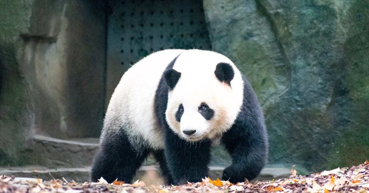 panda chengdu - giant panda walking near concrete building