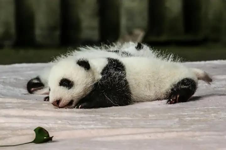 travel sichuan introduction - located northern suburbs chengdu numerous