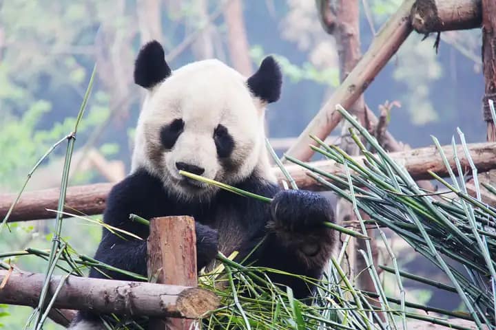 travel sichuan operating - hours