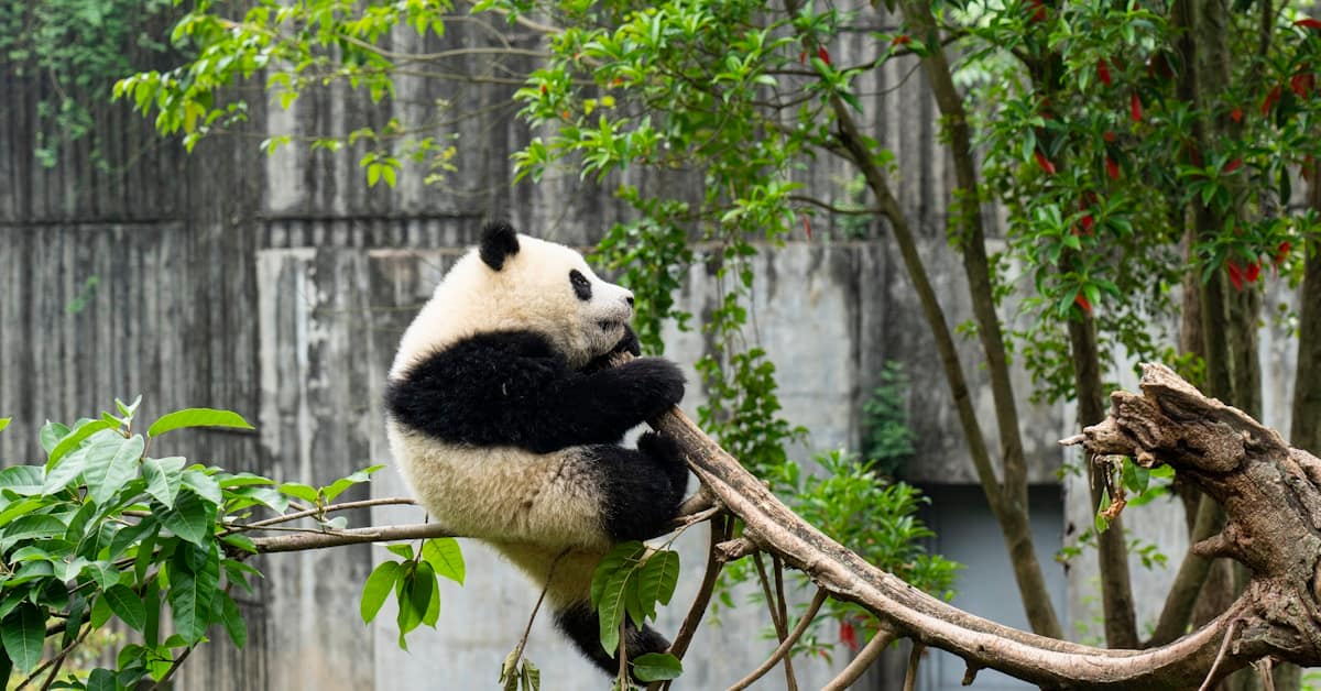 chengdu panda - giant panda sitting on tree branch at research base