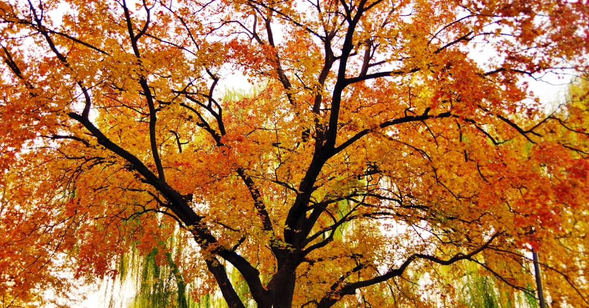 china in november - autumn yellow leaves park quiet season
